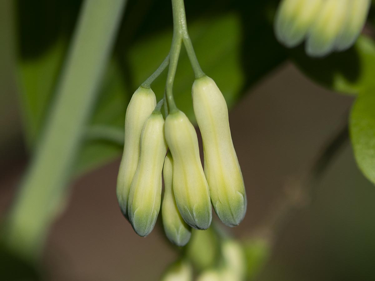Blütenknospen groß